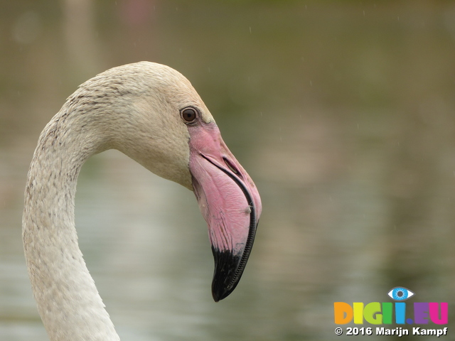 FZ029916 Greater flamingo (Phoenicopterus roseus)